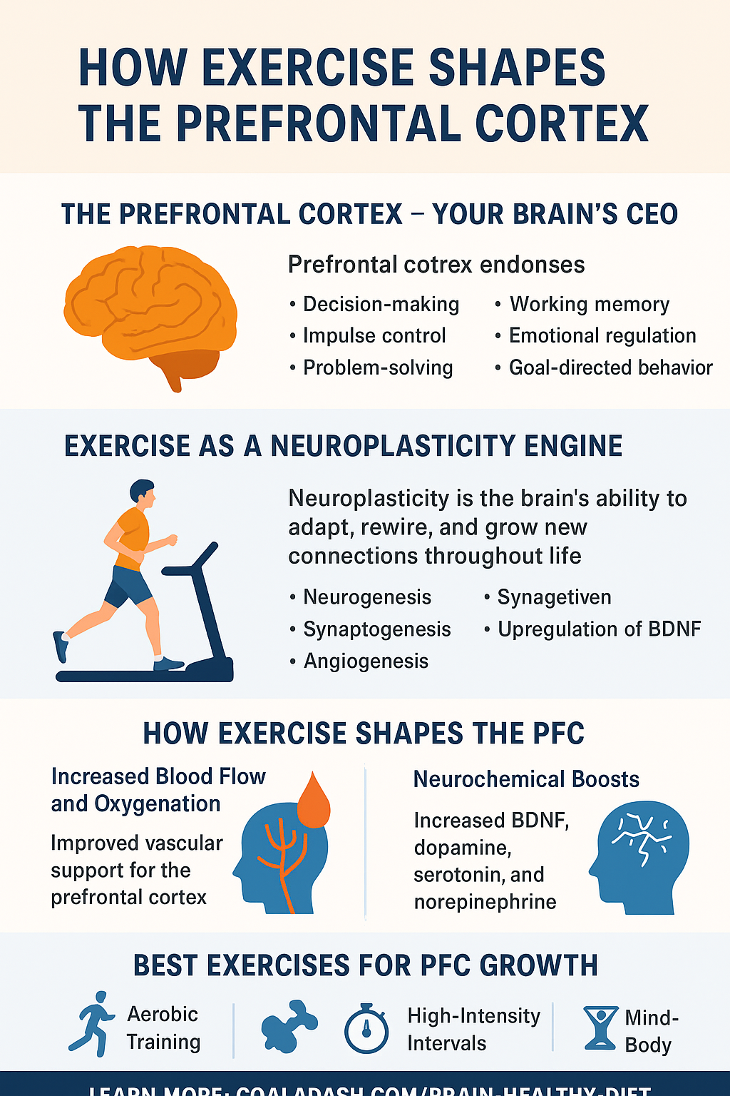 prefrontal cortex